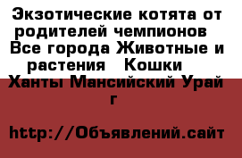  Экзотические котята от родителей чемпионов - Все города Животные и растения » Кошки   . Ханты-Мансийский,Урай г.